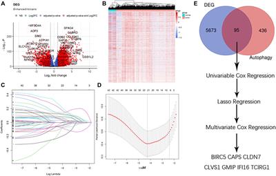 Corrigendum: A New Prognostic Risk Score: Based on the Analysis of Autophagy-Related Genes and Renal Cell Carcinoma